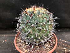 Coryphantha delaetiana vivaio usato  Massafra