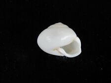 Land Snail Papuina vexillaris 21.2mm ID#4532 RARE for sale  Shipping to South Africa