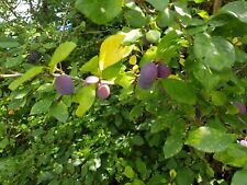 Damson plum tree for sale  UK