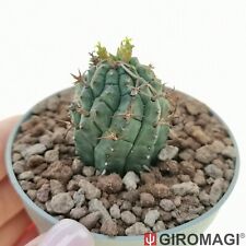 Euphorbia stellispina potø6.5 usato  Cortona