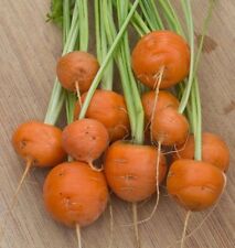 Round Carrot - Paris Market - 50+ seeds R 016 til salgs  Frakt til Norway