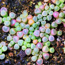 Fenestraria aurantiaca seeds for sale  BEXHILL-ON-SEA
