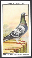 Ogdens racing pigeons for sale  TAMWORTH