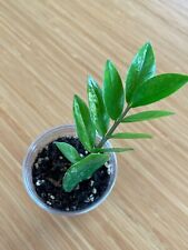 Variegated plant variegate for sale  Tampa