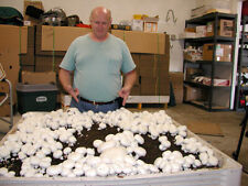Button mushroom grow for sale  BOURNEMOUTH