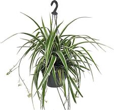 Enchanting spider plant for sale  USA