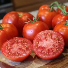 Better boy tomato for sale  Trabuco Canyon