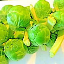 Brussels sprouts 100 for sale  Greenville