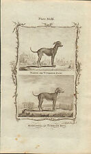 1785 copper engraving for sale  SALISBURY