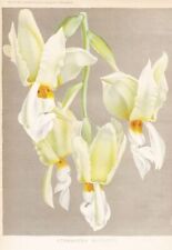 Used, Stanhopea Rucker Central South America Botanical Print Litho Burvenich for sale  Shipping to South Africa