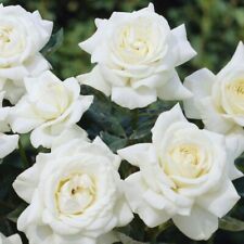 White rose silver for sale  DONCASTER