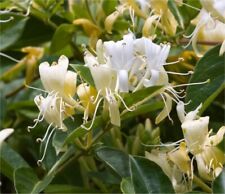 Pianta lonicera caprifolium usato  Terlizzi