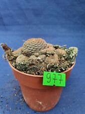 Sulcorebutia heliosa 977p for sale  Shipping to South Africa