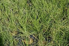 Live dwarf horsetail for sale  Fairdale