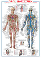 Circulatory system human for sale  Shipping to Ireland
