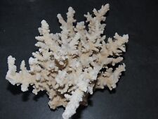 Grand corail blanc d'occasion  Ciry-le-Noble