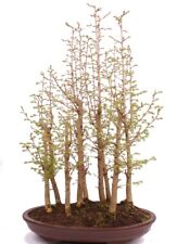 Bonsai pseudolarix amabilis gebraucht kaufen  Heinsberg