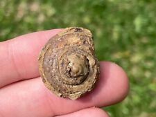 France Fossil Gastropod Pleurotomaria multicincta Jurassic Dinosaur Age Shell, used for sale  Shipping to South Africa