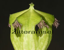 Ceropegia Monteroia Large Cotton Plant Big Plant, used for sale  Shipping to South Africa