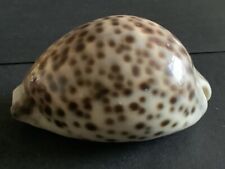 cowrie shell for sale  GLASGOW