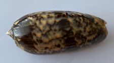 Coquillage olividae miniacea d'occasion  Mandelieu-la-Napoule