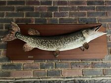 Vintage taxidermy pike for sale  TADWORTH