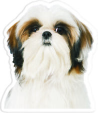 Shih tzu magnet d'occasion  Toulouse