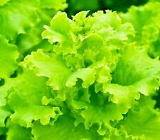 Lettuce seeds high for sale  Minneapolis