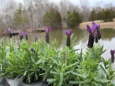 Primavera spanish lavender for sale  Gastonia