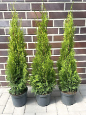 1st thuja smaragd gebraucht kaufen  Saterland