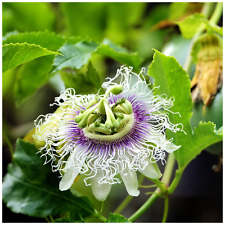 Passiflora edulis passion for sale  Shipping to Ireland