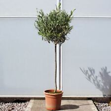 1 Mediterraneo Olea Europaea Oliva pace Green Tree esterno giardino pianta in vaso usato  Spedire a Italy