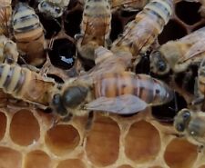 Virgin honey bee for sale  Fredericksburg