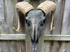 Ram skull for sale  LEICESTER