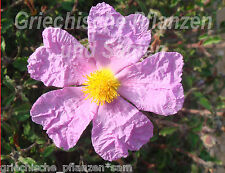 Rock Rose Pink * Cistus Incanus * 50 Seeds medicinal plant Mediterranean Pot Plant til salgs  Frakt til Norway