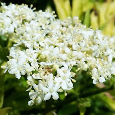 Elderberry golden tower for sale  LLANDYSUL