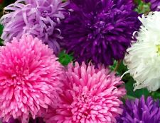 SEMENTES GIGANTES DE FLORES ASTER CALIFÓRNIA FRETE GRÁTIS 50 SEMENTES FRESCAS  comprar usado  Enviando para Brazil