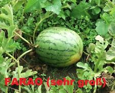 Gemüse wassermelonen samen gebraucht kaufen  Hattorf