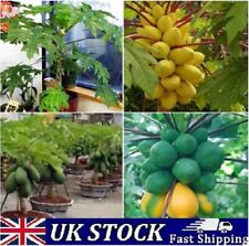 Dwarf papaya fruit for sale  LONDON