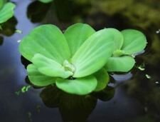 Water lettuce live for sale  LEAMINGTON SPA