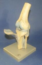 Ancienne maquette anatomie d'occasion  Mussidan