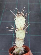 Tephrocactus aoracanthus radic usato  Foligno