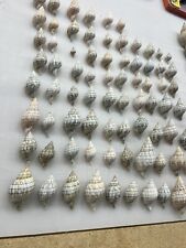 Lot Of 76 Cinctura hunteria Seashells / Conch Shells / Craft Shells for sale  Shipping to South Africa