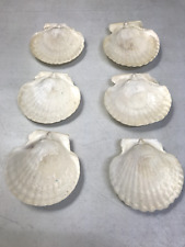 Set clam scallop for sale  El Dorado
