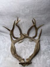 Sets white tail for sale  Sherwood