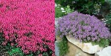 Creeping thyme mixed for sale  Sevierville