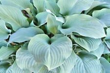 20 BLUE MOUNTAINS HOSTA SEEDS   for sale  Shipping to South Africa