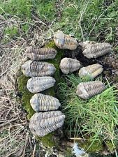 1 genuine Fossil Calymene trilobite. Ordovician, 500myo. Morocco for sale  Shipping to South Africa