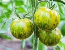 Graines tomate green d'occasion  Revigny-sur-Ornain