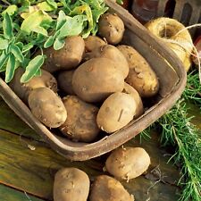 Seed potatoes maris for sale  GLASGOW